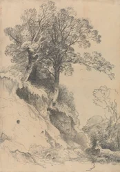 Bäume auf einem bröckelnden Ufer