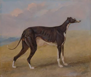 Turk, ein Windhund, im Besitz von George Lane Fox