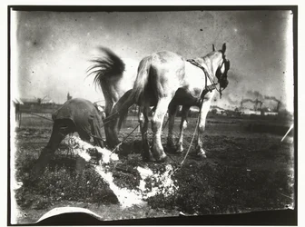 Pflügen eines Feldes durch Pferde