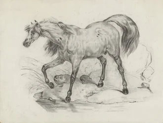 Stehendes Pferd, nach links