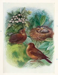 Ein typisches Nesthäkchen - Drei Stadien. Amsel, ca. 1910