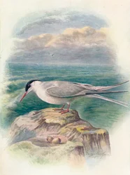 Arktische Seeschwalbe - Sterna macrura, um 1910