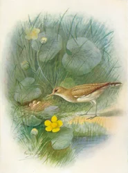 Flussuferläufer - Totanus hypoleucus, ca. 1910