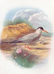 Flussseeschwalbe - Sterna fluviatilis, um 1910