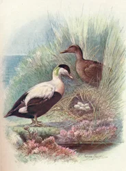 Eiderente - Somateria mollissima, um 1910