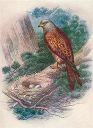 Milan - Milvus ictinus, ca. 1910