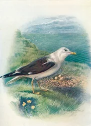 Heringsmöwe - Larus fuscus, um 1910, 1910