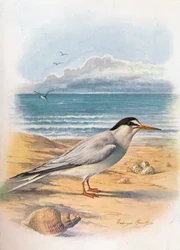 Zwergseeschwalbe - Sterna minuta, um 1910