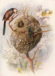 Schwanzmeise - Acredula caudata, um 1910, 1910