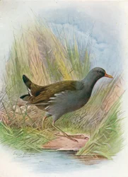 Teichhuhn oder Wasserhuhn - Gallinula chloropus, um 1910, 1910