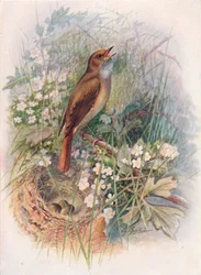 Nachtigall - Daulias luscinia, ca. 1910