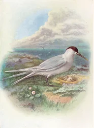Brandseeschwalbe - Sterna cantiaca, um 1910, 1910