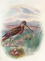 Bekassine - Gallinago coelestis, ca. 1910, 1910
