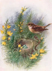Braunkehlchen - Pratincola rubetra, ca. 1910