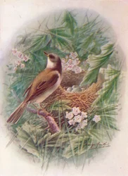Dorngrasmücke - Sylvia cinerea, um 1910, 1910