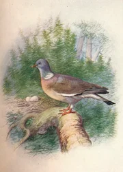 Ringeltaube - Columba palumbus