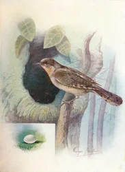 Wendehals - Iynx torquilla, ca. 1910