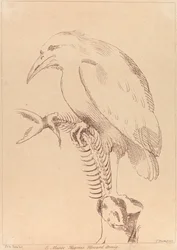 Ohne Titel: Vogel hält Fischskelett