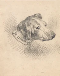 Kopf eines Hundes