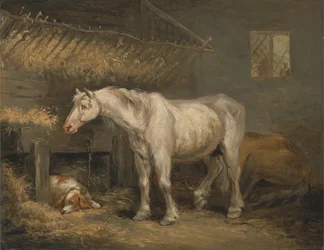 Alte Pferde mit einem Hund im Stall