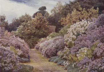 Michaelmas-Gänseblümchen, Munstead Wood