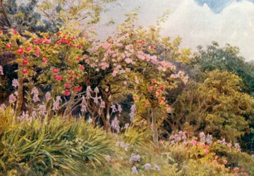 Rosen und Iris