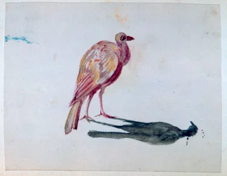 Vogel, 1820-1876