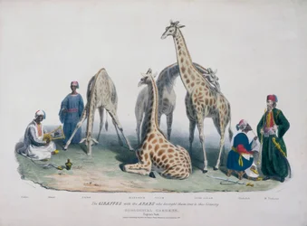 Zoologische Gärten, Regent