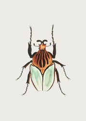 Kakique-Käfer