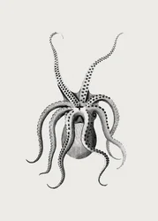 Oktopus