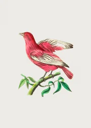 Pompadour-Kotinga