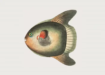 Kurzer Sonnenfisch