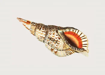 Tritonische Murex