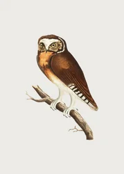 Weißstirn-Eule