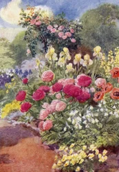 Pfingstrosen mit Akeleien, Gelben Schwertlilien und Thermopsis