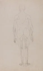 Eine vergleichende anatomische Darstellung der Struktur des menschlichen Körpers mit der eines Tigers und eines gewöhnlichen Huhns: Menschliche Figur, Rückansicht (Weitere Studie für Tafel XII)