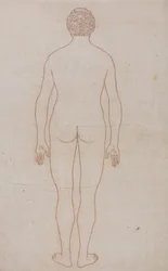 Vergleichende anatomische Darstellung der Struktur des menschlichen Körpers mit der eines Tigers und eines gewöhnlichen Huhns: Menschlicher Körper, Rückansicht (Umrisszeichnung für Tafel VII)