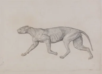 Vergleichende anatomische Darstellung der Struktur des menschlichen Körpers mit der eines Tigers und eines gewöhnlichen Huhns: Leopardenkörper, Seitenansicht