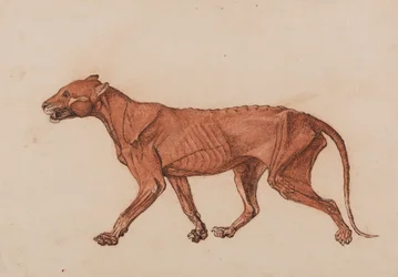 Vergleichende anatomische Darstellung der Struktur des menschlichen Körpers mit der eines Tigers und eines Haushuhns: Tigerkörper, Seitenansicht
