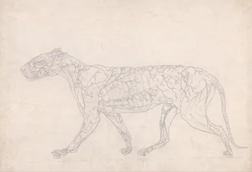 Vergleichende anatomische Darstellung der Struktur des menschlichen Körpers mit der eines Tigers und eines gewöhnlichen Vogels: Tiger, Seitenansicht