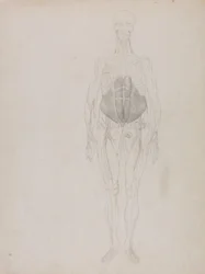 Vergleichende anatomische Darstellung der Struktur des menschlichen Körpers mit der eines Tigers und eines gewöhnlichen Huhns: Menschliche Figur, Vorderansicht (größtenteils in Umrissen)