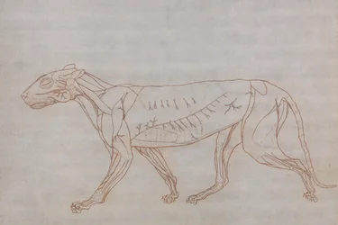 Vergleichende anatomische Darstellung der Struktur des menschlichen Körpers mit der eines Tigers und eines gewöhnlichen Huhns: Tigerkörper, Seitenansicht