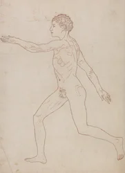 Vergleichende anatomische Darstellung der Struktur des menschlichen Körpers mit der eines Tigers und eines gewöhnlichen Huhns: Menschliche Figur, Seitenansicht (Umrissstudie)