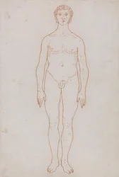 Vergleichende anatomische Darstellung der Struktur des menschlichen Körpers mit der eines Tigers und eines gewöhnlichen Huhns: Studie der menschlichen Figur, Vorderansicht (Umrisszeichnung)