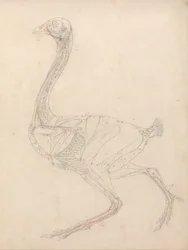 Vergleichende anatomische Darstellung der Struktur des menschlichen Körpers mit der eines Tigers und eines gewöhnlichen Vogels: Vogelkörper, Seitenansicht (Studie für die Schlüsselfigur zu Tafel XV)