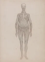 Vergleichende anatomische Darstellung der Struktur des menschlichen Körpers mit der eines Tigers und eines gewöhnlichen Vogels: Menschliche Figur, Vorderansicht (Für eine nie veröffentlichte Platte vorgesehen)