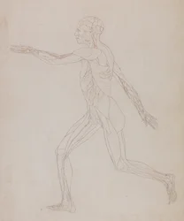 Vergleichende anatomische Darstellung der Struktur des menschlichen Körpers mit der eines Tigers und eines gewöhnlichen Huhns: Menschliche Figur, Seitenansicht