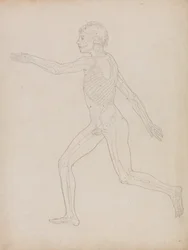 Vergleichende anatomische Darstellung des menschlichen Körpers mit einem Tiger und einem Haushuhn: Menschliche Figur, Seitenansicht