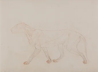 Vergleichende anatomische Darstellung des menschlichen Körpers mit einem Tiger und einem Haushuhn: Tigerkörper, Seitenansicht (zeigt die dritte Stufe der Sektion)