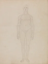 Vergleichende anatomische Darstellung der Struktur des menschlichen Körpers mit der eines Tigers und eines Haushuhns: Studie der menschlichen Figur, Vorderansicht (Wahrscheinlich in Bezug auf Tafel XI)